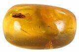 Detailed Fossil Caddisfly (Trichopterae) In Baltic Amber #90875-3